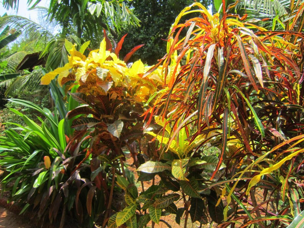 Namaste Yoga Farm Vila Gokarna  Exterior foto