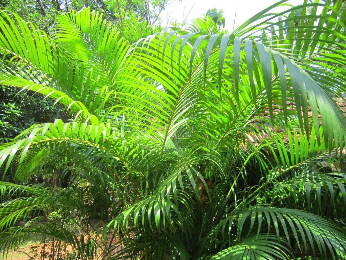 Namaste Yoga Farm Vila Gokarna  Exterior foto